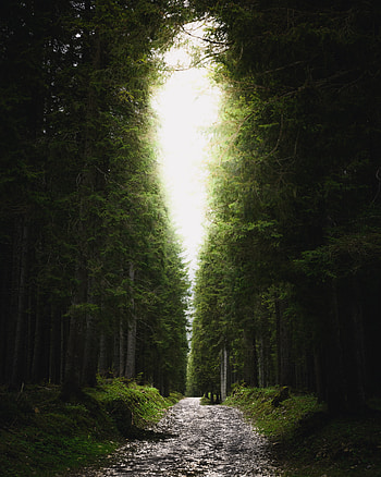 Path, trees of garden HD phone wallpaper