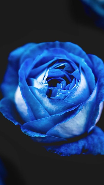 Blue Rose, Rose, Dark Background, dark, background HD phone wallpaper