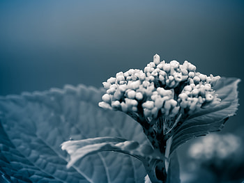 Leaves, Flower, Macro HD wallpaper