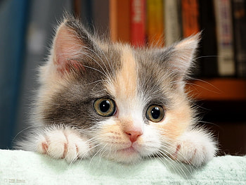 Waiting for Mom!, sweet, animal, kitten, baby, cat, feline HD wallpaper