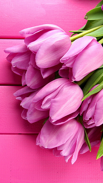Tulip (Nature), Tulip , Spring flower, Pink nature HD phone wallpaper