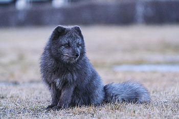 Animals, Fox, Grey, Animal, Arctic Fox HD wallpaper