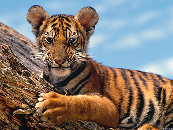 Animals, Tigers HD wallpaper