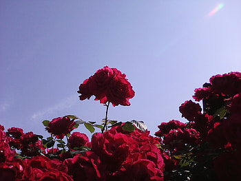 Roses, summer, red, beautiful, flowers HD wallpaper