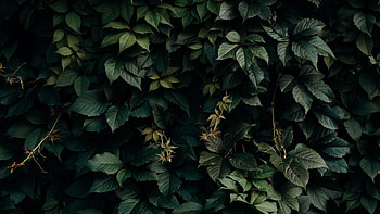 Green Leaf, Green leaves shade, , Ultra HD wallpaper