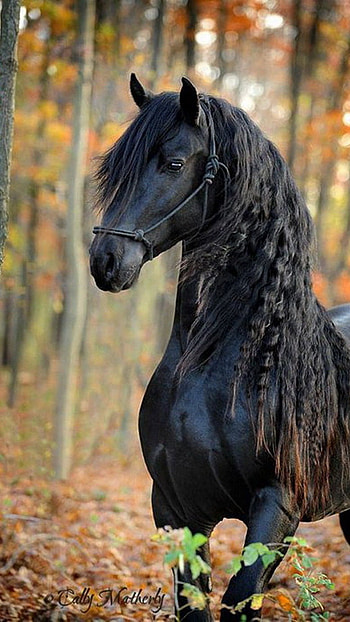 Black Horse, Black Hair, long hair HD phone wallpaper