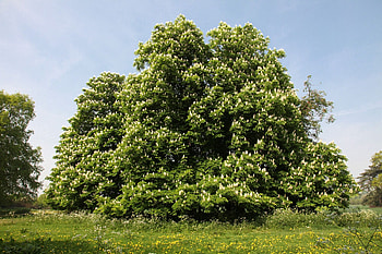 Chestnut Tree, Horse chestnut mystery, Ancient symbolism, Tree's legend HD wallpaper