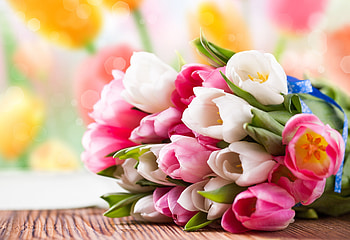 Plants, Flowers, Tulips, Bouquets HD wallpaper