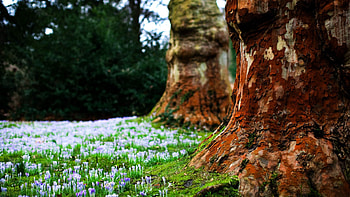 Nature, Flowers, Trees, Grass, Bark HD wallpaper