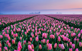Pink tulips, Flowers, Tulips, Spring, Netherlands HD wallpaper