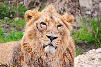Animals, Muzzle, Lion, Predator, Big Cat HD wallpaper