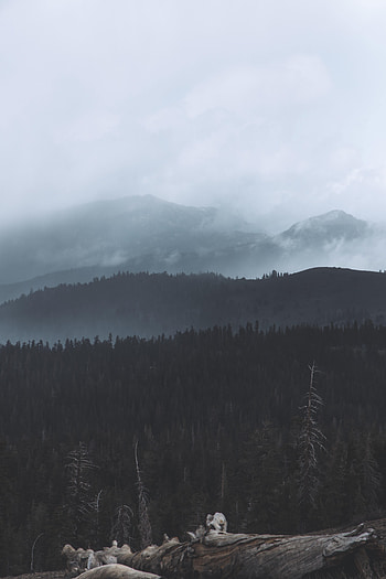Nature, Trees, Forest, Fog, Hills, Darkness HD phone wallpaper