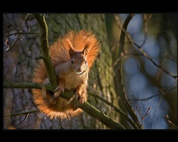 hello, trees, nuts, climbing, collecting HD wallpaper