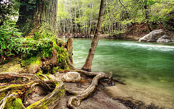 Nature, Water, Rivers, Trees, Flow, Moss, Gurgling, Murmur, Roots, Sinuous, Winding HD wallpaper