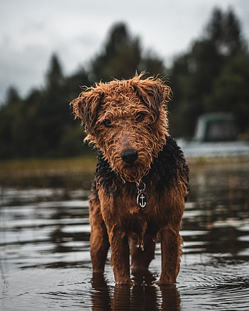 Animals, Dog, Wet, Pet, Sight, Opinion, Airedale, Erdel Terrier HD phone wallpaper