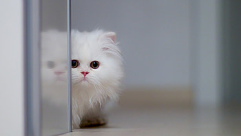 Fluffy Cat, cat, cute, kitten, animals HD wallpaper