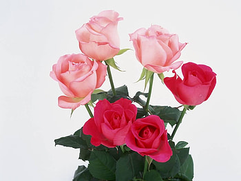 two colors, pink, roses, flower, red, nature, flowers HD wallpaper