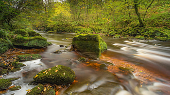 Forest Stream, trees, river, water, rocks, landscape HD wallpaper