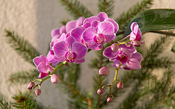 pink orchid, orchid branch, beautiful flowers, orchids, background with pink orchids HD wallpaper
