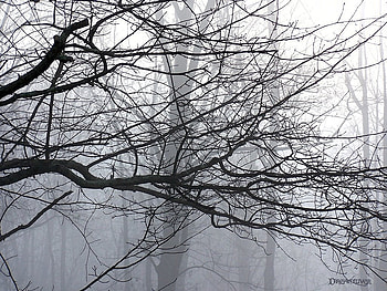 Misty Trees, mist, weather, trees, fog HD wallpaper