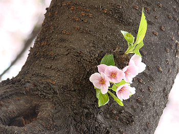 spring flowers, pink, flowers, spring, tree HD wallpaper