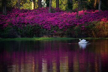 WILMINGTON POND, SWAN, REFLECTIONS, POND, AZALEAS, WILMINGTON, BLOOMS HD wallpaper