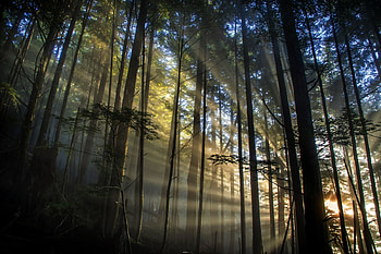 Morning in the forest, Sunrise, Forest, Trees, Ketchikan, USA, Alaska HD wallpaper