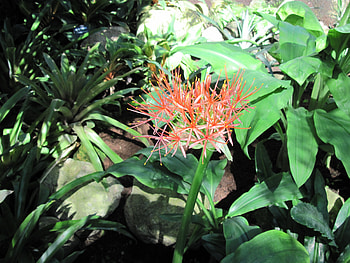 A fabulous day at Edmonton garden 05, leaves, graphy, green, red, Flowers, orange HD wallpaper