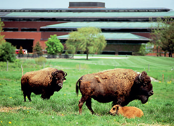 Buffalos on the farm, farm buildings, grass, field, buffalos HD wallpaper