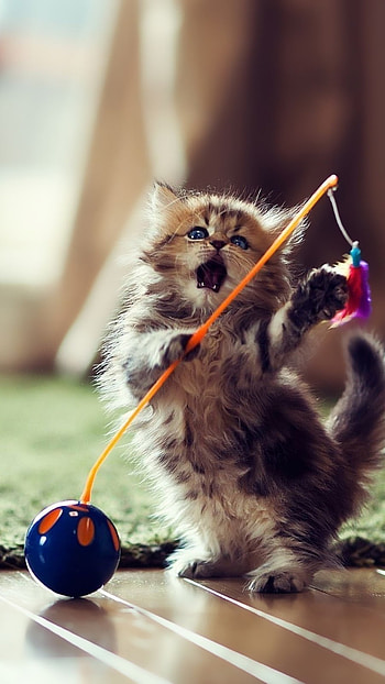 A Cute, Cat, Funny Cat HD phone wallpaper