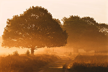 Nature, Trees, Shine, Light, Road, Fog, Morning HD wallpaper