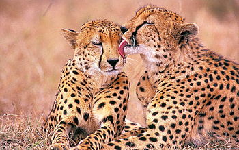 Animals, Leopards, Family, Tenderness HD wallpaper