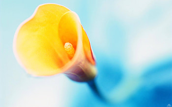 Just a flower, colours, nature, nice, flower HD wallpaper