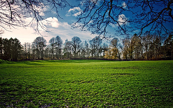 Nature, Trees, Grass, Sky, Summer, Field HD wallpaper