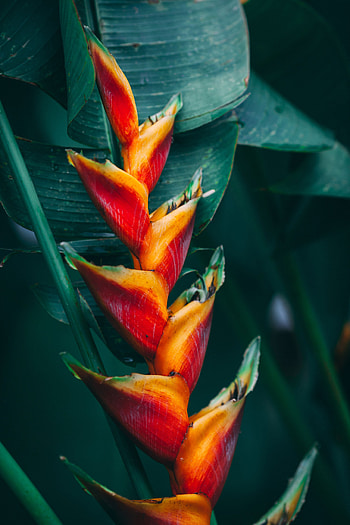 Flowers, Flower, Plant, Bright, Tropical, Exotic HD phone wallpaper