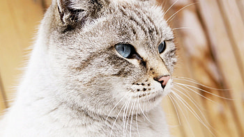 Animals, Cat, Muzzle, Spotted, Spotty, Sight, Opinion, Fat, Thick HD wallpaper