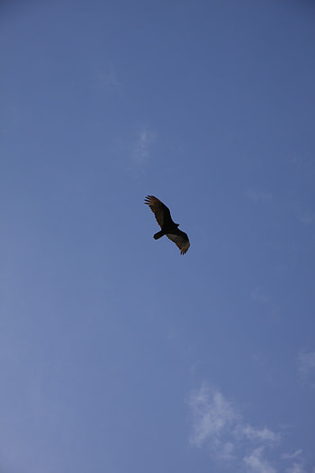 Animals, Flight, Wings, Eagle, Bottom View HD phone wallpaper