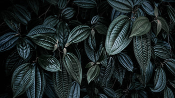 Dark green leaf, Nature's charm, Leafy greens, Natural elegance HD wallpaper