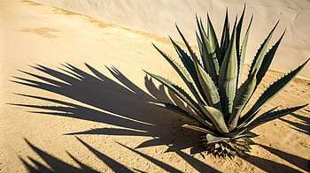 Agave Beauty: Stunning Ultra, agave, plant, desert, shadow, sand HD wallpaper
