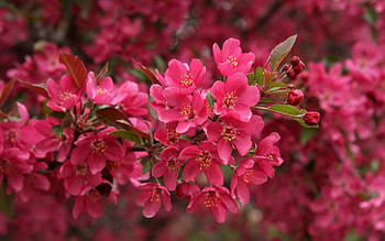 Flowers, Pink, Plant, Macro, Lot HD wallpaper