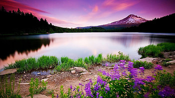 Lake, nature, plants, tree HD wallpaper