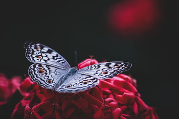 Close-up of a butterfly with patterned wings perched on vibrant red flowers, creating a striking contrast. HD wallpaper