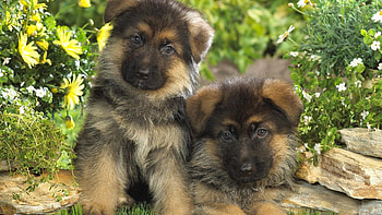Animals, Dogs, Grass, Couple, Pair, Fur, Puppies HD wallpaper