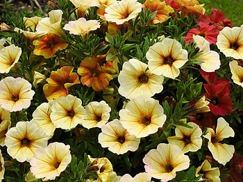 Petunias, Summer, graphy, Flowers, Nature HD wallpaper