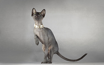 Animals, Sphinx, Cat, Sight, Opinion, Playful, Collar HD wallpaper