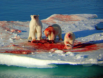 Bears at Lunch, cool HD wallpaper