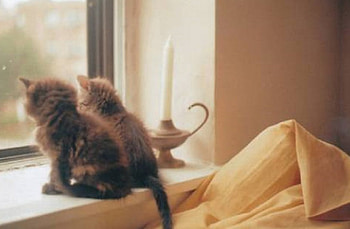 looking trough a window, looking, window, animals, cats, kittens HD wallpaper