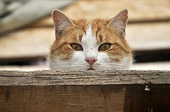 Cat, kitten, sweet, kitty, cats, cute, beautiful, paws, sleeping, beauty, cat face, pretty, animals, face, lovely, hat HD wallpaper