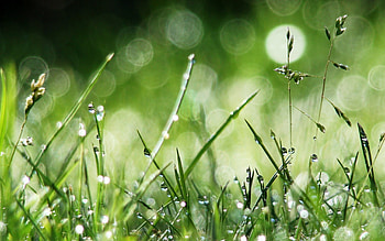 Plants, Grass, Drops HD wallpaper