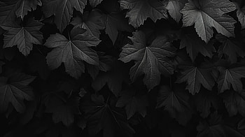 Dark Aesthetic Leaves, dark aesthetic, leaf, Black & White, foliage, nature HD wallpaper